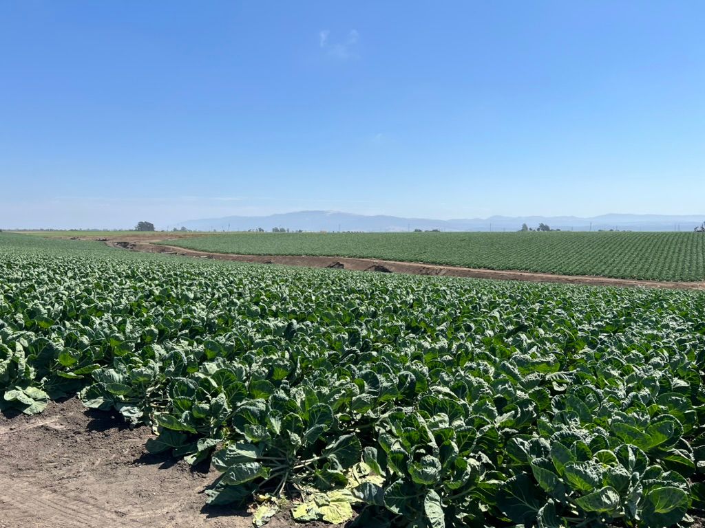 Broccoli field in the Salinas Valley
