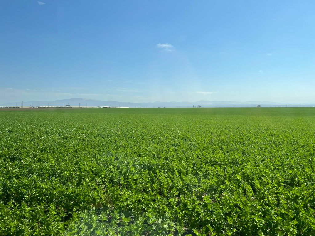 Celery field