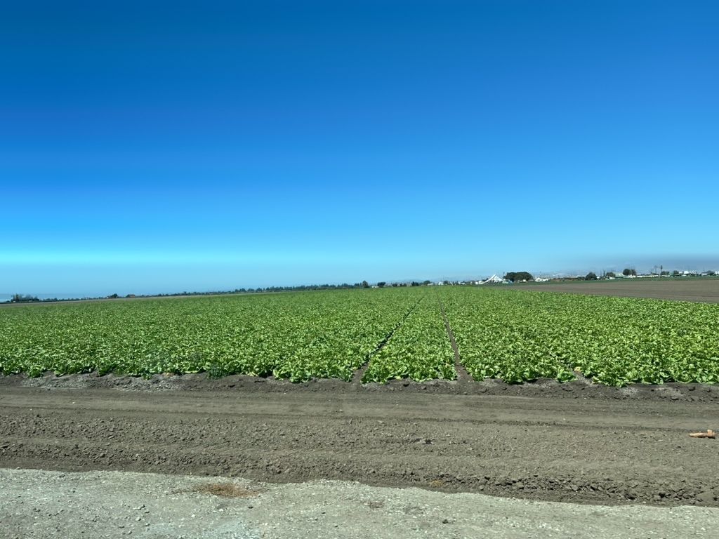 A lettuce field